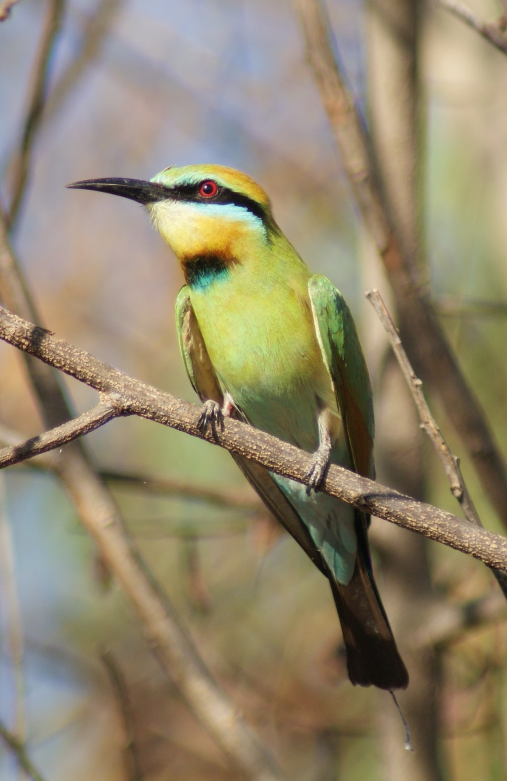 Rainbow Bee-eater, male, at Palmerston STP